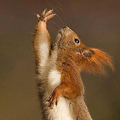 squirrel-jazz-hands-icon