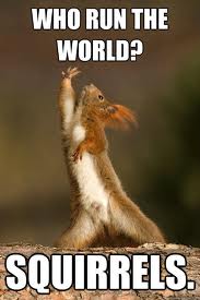 Who Run The World Squirrels